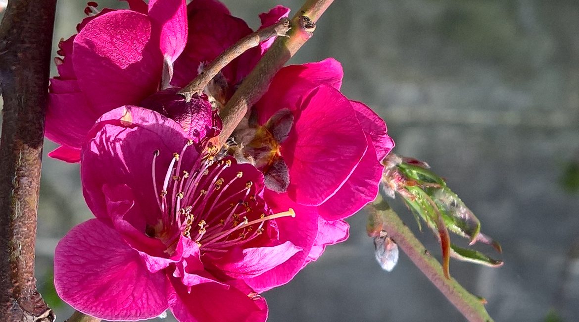 Aandacht voor iedere tuin