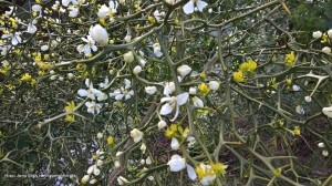 Citrus trifoliata