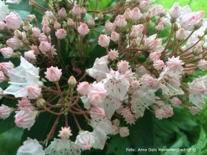 Kalmia latifolia