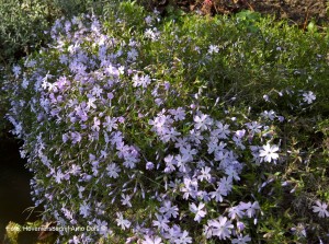 Phlox1 (1)