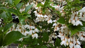 Styrax Japonica